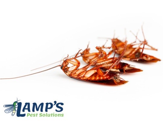 Lamp's Pest Solutions