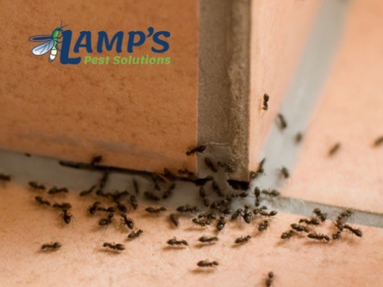 Lamp's Pest Solutions